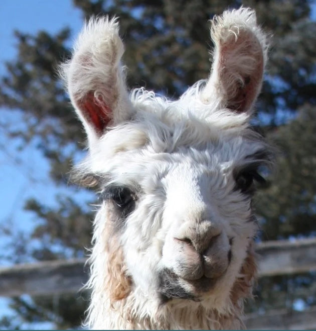 Tall Tail Llama Ranch